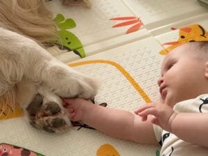 赤ちゃんの足がお鼻に当たってもそばを離れない。おだやかな犬さんが優しい