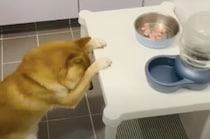 犬「ごはんに感謝！いただきます」食事前に祈る犬さん