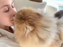 飼い主さんにキスし続けるポメラニアンさん、何分続くか検証してみたら…