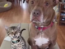 6頭の猫さんと育った犬さん、自分のことも「猫」だと思っているみたい