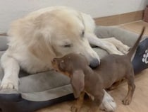 「遊んで！」と甘えるダックスさん、大きな先輩犬は手加減の達人だった