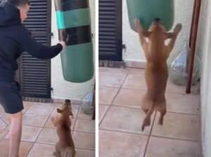 犬「僕も一緒に強くなる！」ボクシングの練習に参加したがるけれど