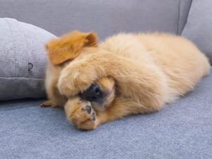 「あぁ、嫌われちゃったかも…」子猫に全力で警戒されて落ち込む子犬さん