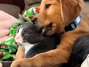 猫さんが大好きな犬さんたち、その愛情表現がちょっぴり強引！ でもみんな可愛い