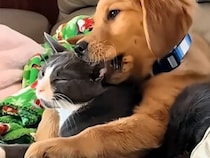 猫さんが大好きな犬さんたち、その愛情表現がちょっぴり強引！ でもみんな可愛い