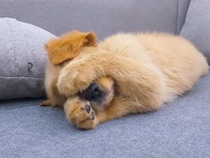 「あぁ、嫌われちゃったかも…」子猫に全力で警戒されて落ち込む子犬さん