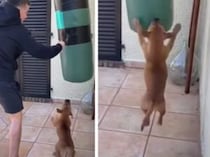 犬「僕も一緒に強くなる！」ボクシングの練習に参加したがるけれど