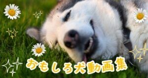 思わず笑える！お茶目で面白いワンコたち