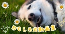 思わず笑える！お茶目で面白いワンコたち