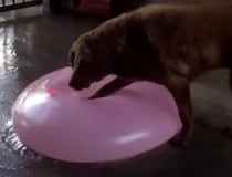 何これぷよぷよ〜！ 巨大水風船にテンションが上がるワンコ