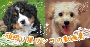 元気を貰える！頑張り屋さんのワンコ動画まとめ