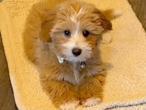 【天才犬】「マットの上にいなさい」を逆手に取った犬さん、賢すぎる行動に出た