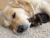 大きな犬さんに全力でちょっかいを出す子猫さん、犬さんの反応が優しすぎた