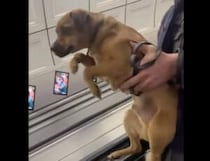 うんしょ、よいしょ！ 空中を散歩しているつもりの犬
