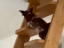 大ジャンプが必要な段差もへっちゃら、逞しく階段を登るチワワさん