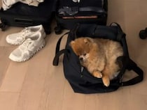 「ボクも連れて行って」旅行バッグに丸まって訴えるポメラニアンさん