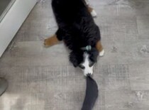 行かないで！ 飼い主を足止めしようと頑張る子犬さん