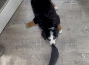行かないで! 飼い主を足止めしようと頑張る子犬さん