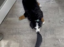 行かないで！ 飼い主を足止めしようと頑張る子犬さん