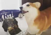 このドッグフードが食べたいの！力づくで袋を開けようとするコーギー