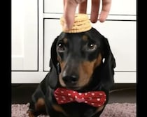 犬「(これ終わったら食べていいのかな…)」何枚いけるか？ クッキー乗せにチャレンジ！