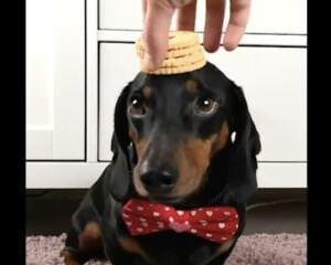 犬「(これ終わったら食べていいのかな…)」何枚いけるか? クッキー乗せにチャレンジ!