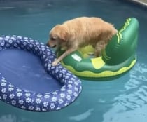 「浮き輪使っていいよね？」 濡れたくない犬、道具を上手に使いこなす！