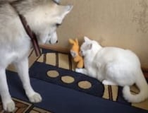 「ちょっと貸して？」「やだ！」犬と猫のユル〜イぬいぐるみ争奪戦