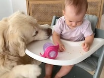 「片付けは任せて！」赤ちゃんのお食事タイムの隣で、頼もしくお掃除する犬