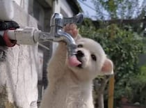 水分補給する子犬さん、お水を飲んでいるだけでも可愛い♡
