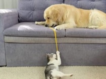 おもちゃを譲りたくない犬さん、隠したつもりが子猫さんに見つかって…
