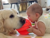 大好きなボールを赤ちゃんに取られそうな犬さん、最後にとった行動が優しかった
