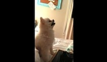 子犬「（ムズムズムズムズ）」なにそれ!? 予想外すぎるくしゃみ