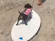 サーフボードを乗りこなす夏のサーファー犬さん、海遊びを満喫！
