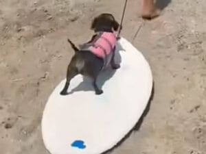 サーフボードを乗りこなす夏のサーファー犬さん、海遊びを満喫！