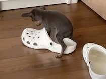 飼い主のスリッパを見つけた子犬「ボクもこれ使ってみたい♪」と足を入れて…