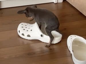 飼い主のスリッパを見つけた子犬「ボクもこれ使ってみたい♪」と足を入れて…
