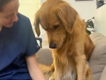 子猫さんが1匹、2匹、3匹… どんどん増えて、怖くなっちゃった犬さん
