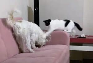 ソファでイタズラしちゃった犬、怒ったのは飼い主じゃなくて猫!