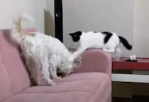 ソファでイタズラしちゃった犬、怒ったのは飼い主じゃなくて猫！