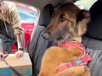 堂々と後部座席でくつろぐ犬さん、実は全然知らない人の車だった