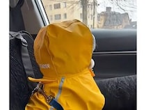 ご機嫌斜めな犬さんたちの「プイッ」、分かりやすい怒り方が可愛すぎた