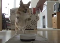 コーギー「ごっはん♪ごっはん♪」食事が楽しみすぎて踊り始めた