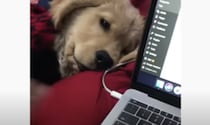 「週末なのに、まだ働くの？」仕事をやめさせたい子犬との可愛いやりとり