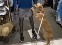 【完全に無視】人が大好きな犬さん、ナデナデしてもらえるまでアピールするけれど…