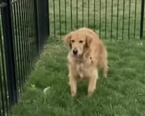 おもちゃの場所はちゃんと覚えているよ！ 物を大事にする犬さん