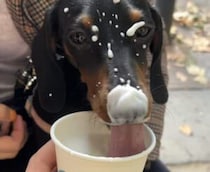 犬さんの顔がクリームまみれに！ それでも美味しくて止まらない