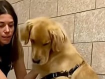 小さな相手に後ずさりする大きな犬さん、体は立派なのに怖がりだった