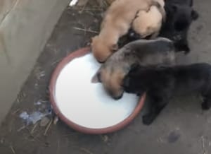 みんな落ち着け！ミルクに突撃してくる子犬たち