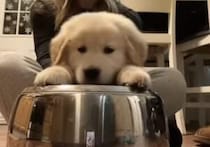 トコトコトン！  リズミカルに鍋を叩く子犬が可愛くて、ずっと見ていられる！